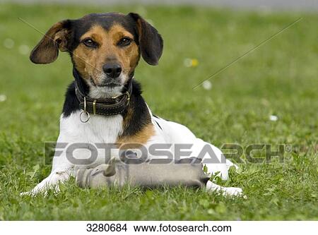 Jack Russel Terrier with toy lying on meadow, front view View Large Photo Image Picture - Jack Russel Terrier with toy lying on meadow, front view . Fotosearch