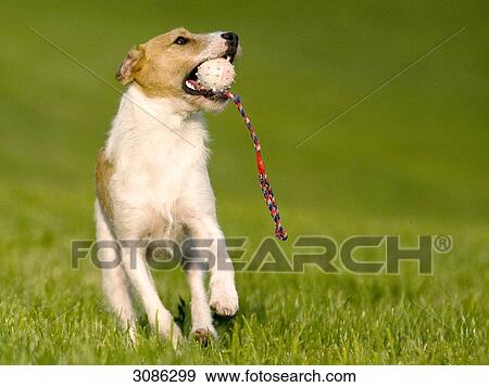 Jack Russell Terrier with a ball in its mouth, front view View Large Photo Image Stock Photo - Jack Russell Terrier with a ball in its mouth, front view . Fotosearch