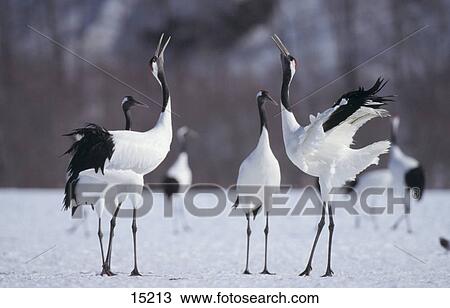 Stock Image - Japanese Crane (Grus japonensis) birds on snowcovered landscape, Kushiro Shitsigen National Park, Hokkaido, Japan . Fotosearch