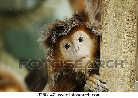 Javan Lutung (Trachypithecus auratus), portrait View Large Photo Image Stock Image - Javan Lutung (Trachypithecus auratus), portrait . Fotosearch