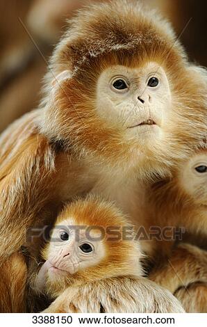 Javan Lutungs (Trachypithecus auratus) View Large Photo Image Stock Image - Javan Lutungs (Trachypithecus auratus) . Fotosearch