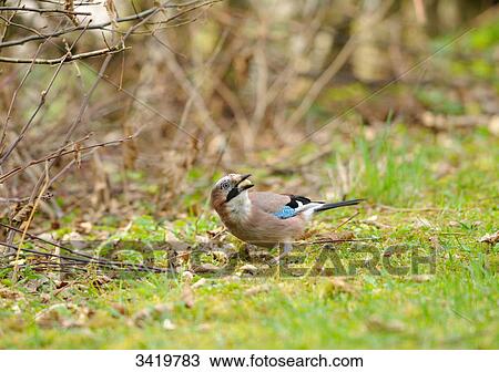 Jay (Garrulus glandarius) eating View Large Photo Image Stock Image - Jay (Garrulus glandarius) eating . Fotosearch