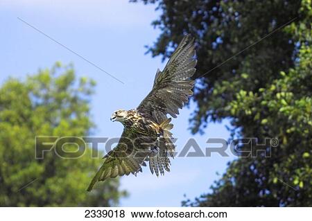Stock Photo - Kestrel (Falco tinnunculus) in flight . Fotosearch