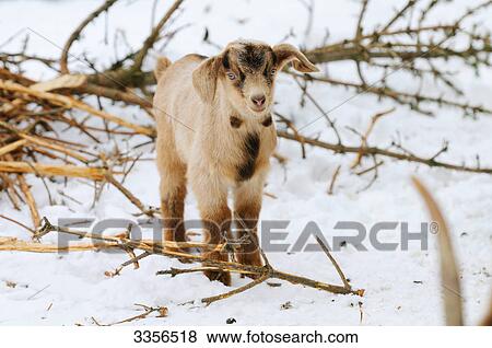 Kid (Capra aegagrus hircus) in the snow View Large Photo Image Stock Photo - Kid (Capra aegagrus hircus) in the snow . Fotosearch