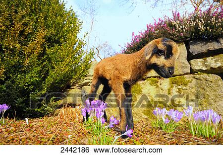Kid goat walking in field View Large Photo Image Stock Photograph - Kid goat walking in field . Fotosearch