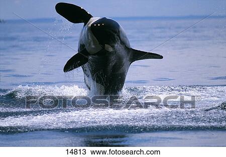 Stock Image - Killer whale (Orcinus orca) breaching in sea, USA . Fotosearch