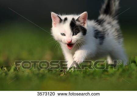 Kitten in meadow View Large Photo Image Stock Image - Kitten in meadow . Fotosearch