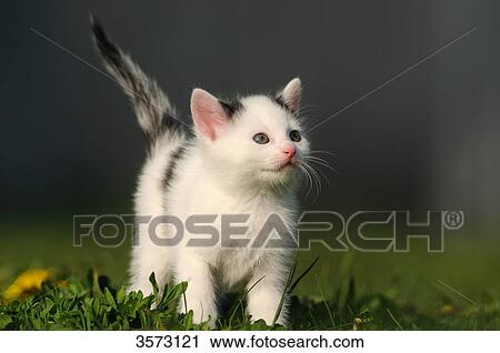 Stock Image - Kitten in meadow . Fotosearch
