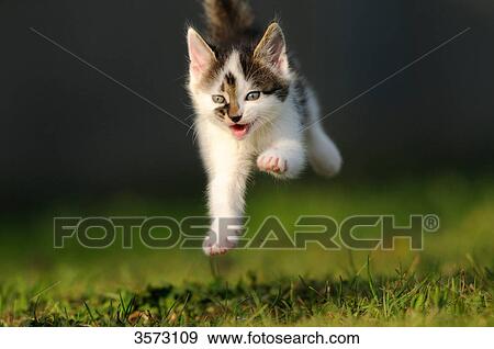 Stock Photo - Kitten in meadow . Fotosearch