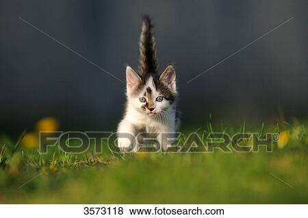 Kitten in meadow View Large Photo Image Stock Photo - Kitten in meadow . Fotosearch