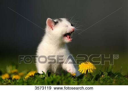 Stock Photo - Kitten in meadow . Fotosearch