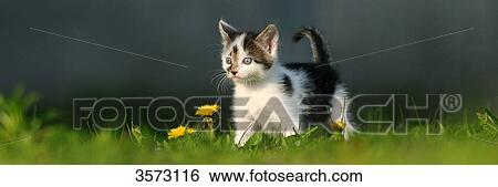 Kitten in meadow View Large Photo Image Stock Photograph - Kitten in meadow . Fotosearch