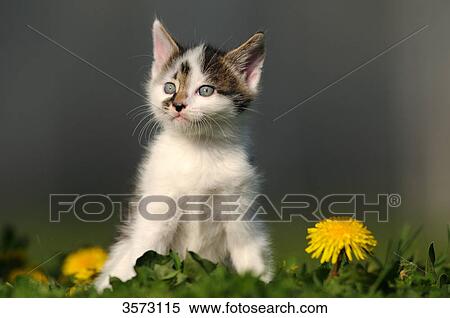 Kitten in meadow View Large Photo Image Stock Photography - Kitten in meadow . Fotosearch