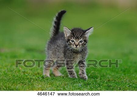 Kitten on a meadow View Large Photo Image Stock Photo - Kitten on a meadow . Fotosearch