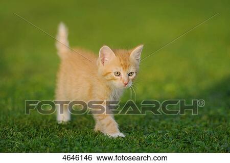 Stock Photograph - Kitten on a meadow . Fotosearch