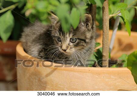 Kitten sitting in a flower pot, close-up View Large Photo Image Stock Photograph - Kitten sitting in a flower pot, close-up . Fotosearch