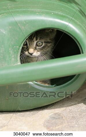 Kitten sitting in a watering can, close-up View Large Photo Image Stock Photo - Kitten sitting in a watering can, close-up . Fotosearch