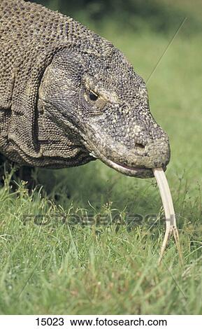 Komodo dragon (Varanus komodoensis) sticking its tongue out, Komodo National Park, Komodo Islands, Indonesia View Large Photo Image Stock Image - Komodo dragon (Varanus komodoensis) sticking its tongue out, Komodo National Park, Komodo Islands, Indonesia . Fotosearch