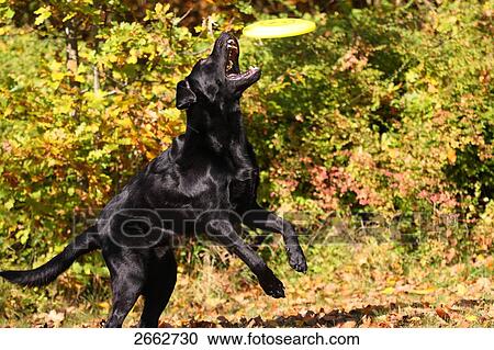 Labrador catching frisbee in field View Large Photo Image Stock Image - Labrador catching frisbee in field . Fotosearch