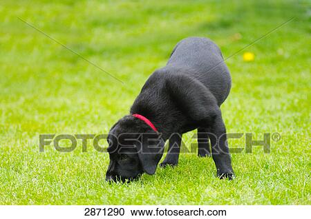 Stock Image - Labrador foraging in field, Franconia, Bavaria, Germany . Fotosearch
