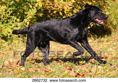 Labrador running in field View Large Photo Image Stock Image - Labrador running in field . Fotosearch