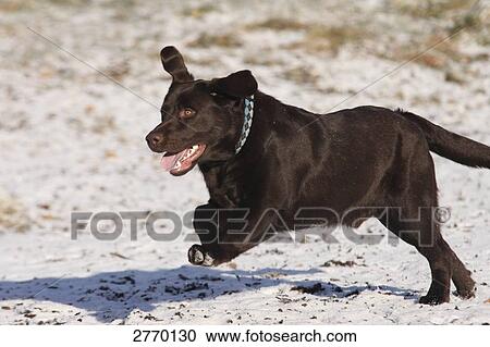 Labrador running in field View Large Photo Image Stock Image - Labrador running in field . Fotosearch