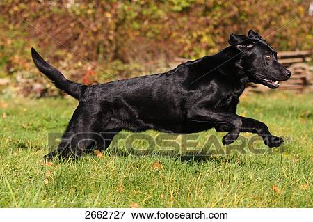 Stock Photo - Labrador running in field . Fotosearch
