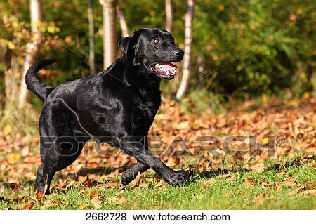 Labrador running in field View Large Photo Image Stock Photo - Labrador running in field . Fotosearch