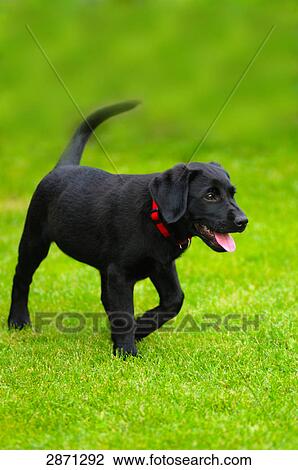 Labrador walking in field, Franconia, Bavaria, Germany View Large Photo Image Stock Image - Labrador walking in field, Franconia, Bavaria, Germany . Fotosearch