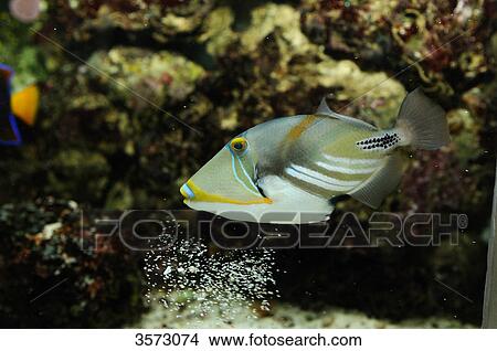 Lagoon triggerfish (Rhinecanthus aculeatus)  View Large Photo Image Picture - Lagoon triggerfish (Rhinecanthus aculeatus) . Fotosearch