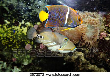 Stock Image - Lagoon triggerfish (Rhinecanthus aculeatus) . Fotosearch