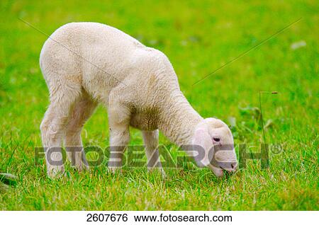 Stock Photograph - Lamb grazing grass in field . Fotosearch