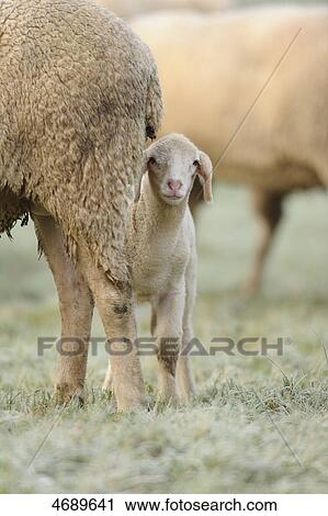 Stock Image - Lamb next to adult sheep in meadow . Fotosearch
