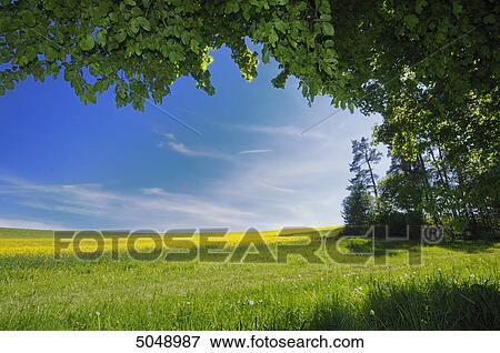 Stock Photo - Landscape with rape field . Fotosearch