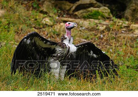 Stock Image - Lappet-faced vulture (Torgos tracheliotos) spread wings in field . Fotosearch