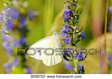 large white butterfly (Pieris brassicae) View Large Photo Image Stock Image - large white butterfly (Pieris brassicae) . Fotosearch