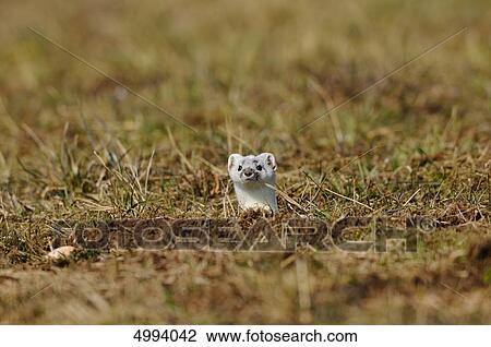 Least weasel (Mustela nivalis) looking up from ground View Large Photo Image Stock Image - Least weasel (Mustela nivalis) looking up from ground . Fotosearch