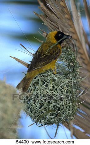 Stock Image - Lesser Masked Weaver (Ploceus intermedius) bird building its nest . Fotosearch