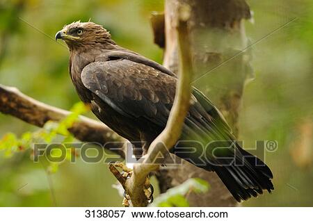 Stock Photo - Lesser Spotted Eagle (Aquila pomarina) sitting on branch, Bavarian Forest, Germany, side view . Fotosearch