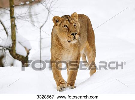 Lion (Panthera leo) walking in snow, front view View Large Photo Image Stock Photo - Lion (Panthera leo) walking in snow, front view . Fotosearch