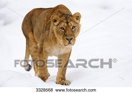Stock Photo - Lion (Panthera leo) walking in snow . Fotosearch