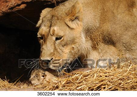 Picture - Lioness, Panthera leo, and young lion . Fotosearch