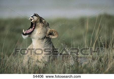Stock Photograph - Lioness (Panthera leo) roaring in field . Fotosearch