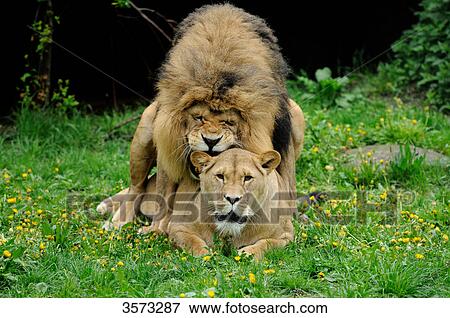 Lions (Panthera leo) mating View Large Photo Image Stock Photo - Lions (Panthera leo) mating . Fotosearch