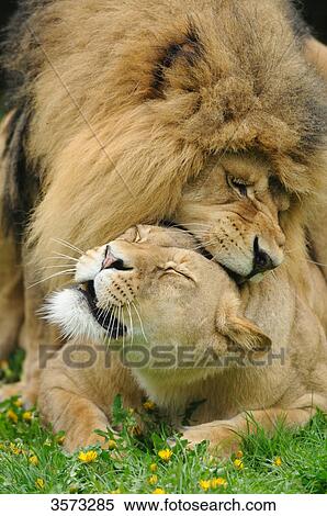 Lions (Panthera leo) mating View Large Photo Image Stock Photography - Lions (Panthera leo) mating . Fotosearch