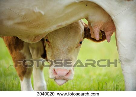 Little calf beside the udder of its mother, facing camera, close-up View Large Photo Image Stock Image - Little calf beside the udder of its mother, facing camera, close-up . Fotosearch