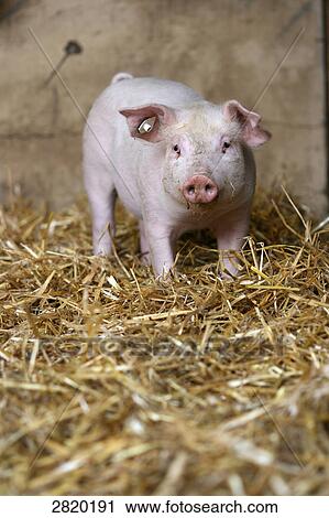 little pig, full shot View Large Photo Image Stock Image - little pig, full shot . Fotosearch