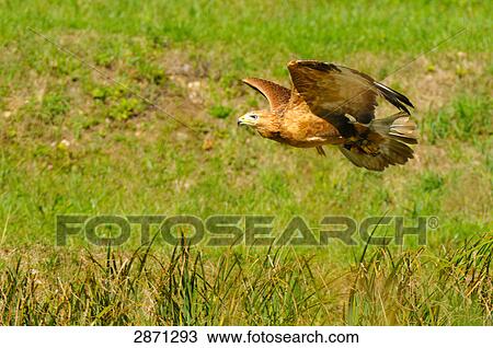 Long-legged Buzzard (Buteo rufinus) in flight, Franconia, Bavaria, Germany View Large Photo Image Stock Image - Long-legged Buzzard (Buteo rufinus) in flight, Franconia, Bavaria, Germany . Fotosearch