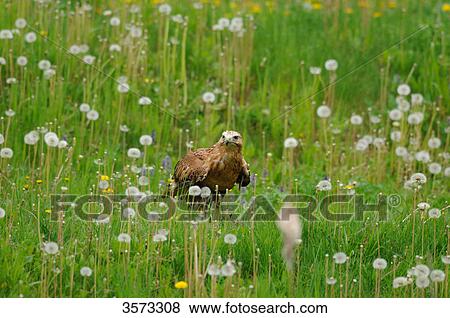Long-legged Buzzard (Buteo rufinus) in meadow View Large Photo Image Stock Photo - Long-legged Buzzard (Buteo rufinus) in meadow . Fotosearch