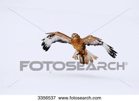 Long-legged Buzzard (Buteo rufinus) flying View Large Photo Image Stock Photo - Long-legged Buzzard (Buteo rufinus) flying . Fotosearch